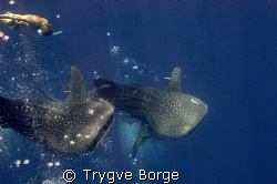 Whale Sharks at Middle Garden, Sharm el Sheik by Trygve Borge 